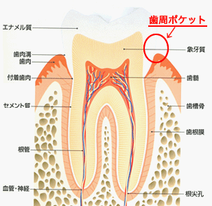 歯と歯茎の断面図